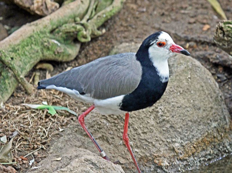 Vanellus crassirostris