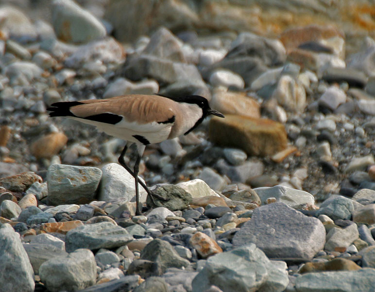 Vanellus duvaucelii
