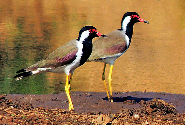 Vanellus indicus