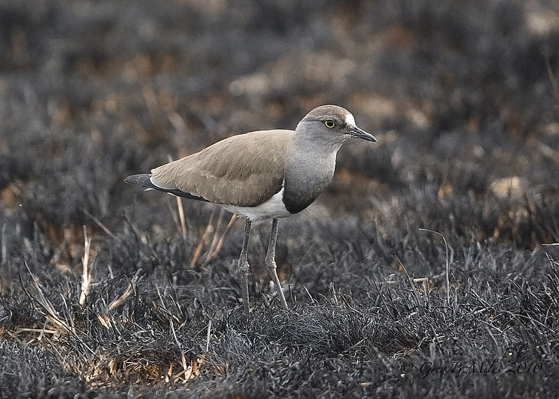 Vanellus lugubris