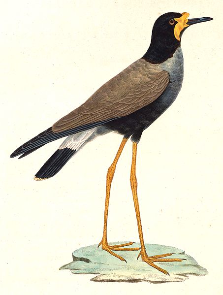 Vanellus macropterus