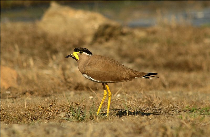 Vanellus malabaricus