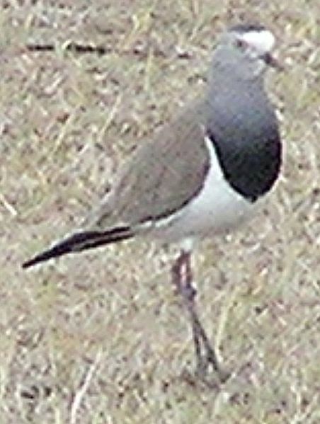 Vanellus melanopterus