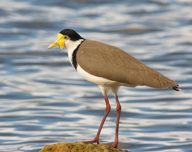 Vanellus miles