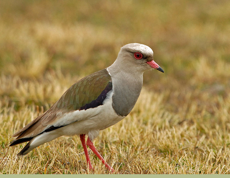Vanellus resplendens