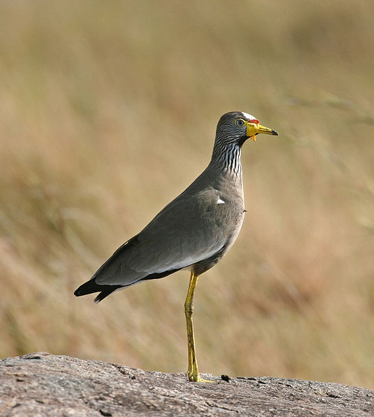Vanellus senegallus