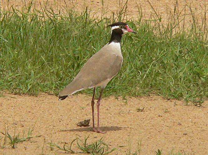 Vanellus tectus