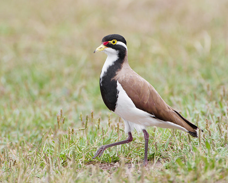 Vanellus tricolor