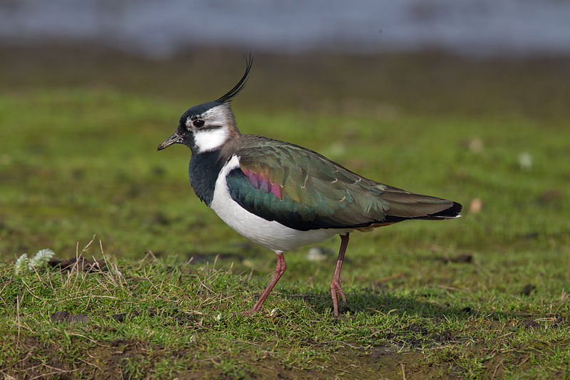 Vanellus vanellus