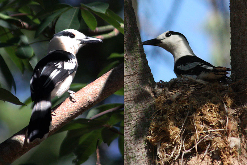 Vanga curvirostris