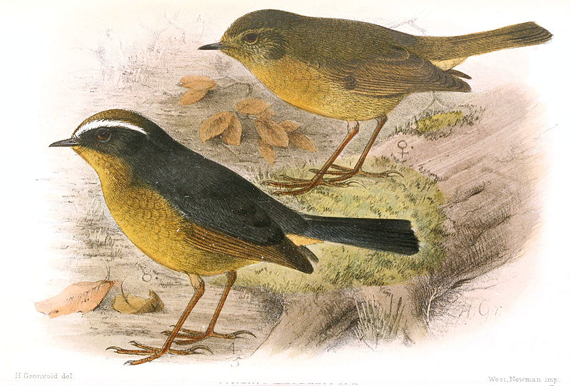 Vauriella goodfellowi