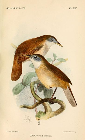 Vauriella gularis