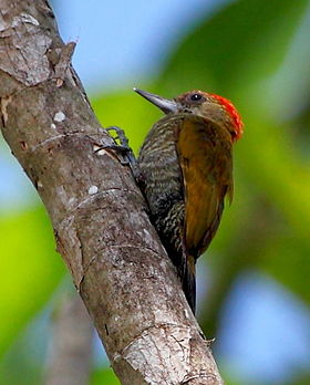 Veniliornis affinis
