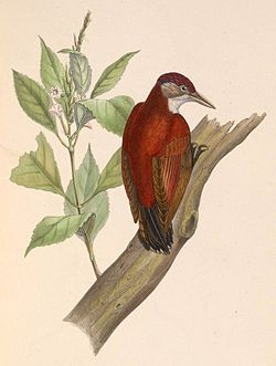 Veniliornis callonotus
