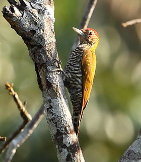 Veniliornis cassini
