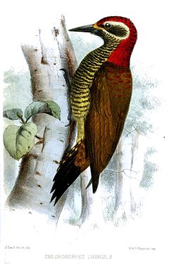 Veniliornis dignus