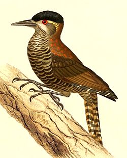 Veniliornis nigriceps