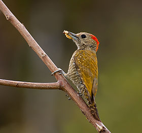 Veniliornis passerinus