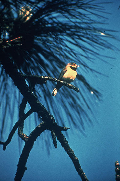 Vermivora bachmanii
