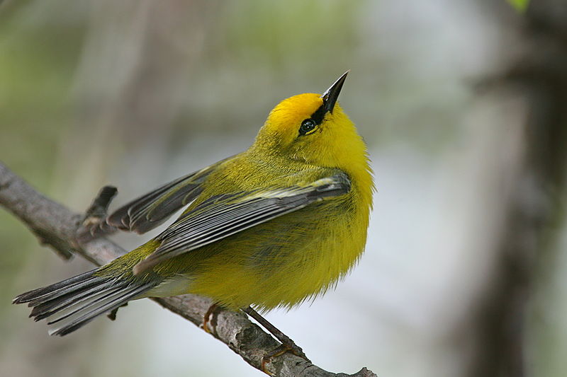 Vermivora cyanoptera