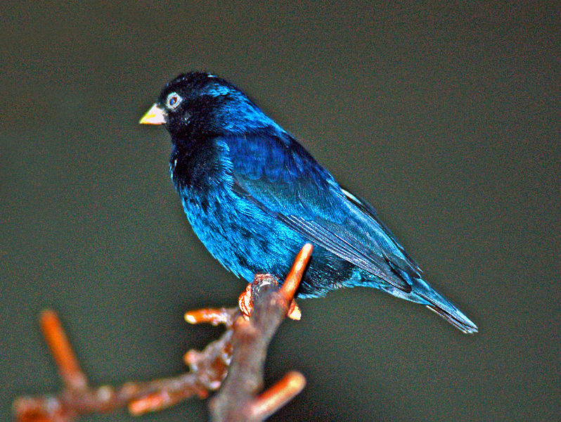 Vidua chalybeata