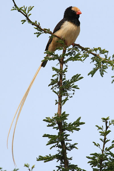 Vidua fischeri