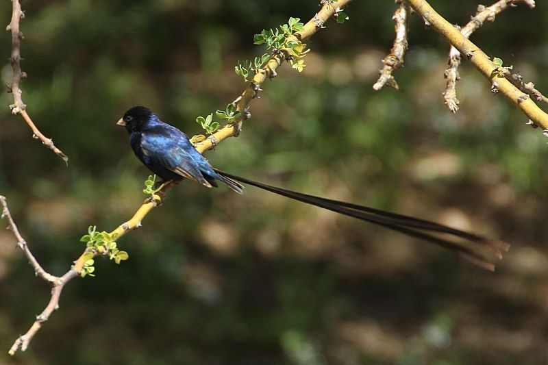 Vidua hypocherina