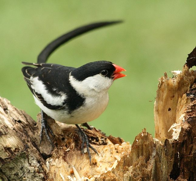 Vidua macroura