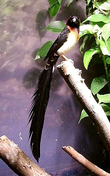 Vidua obtusa