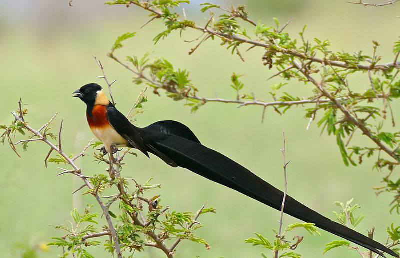Vidua paradisaea