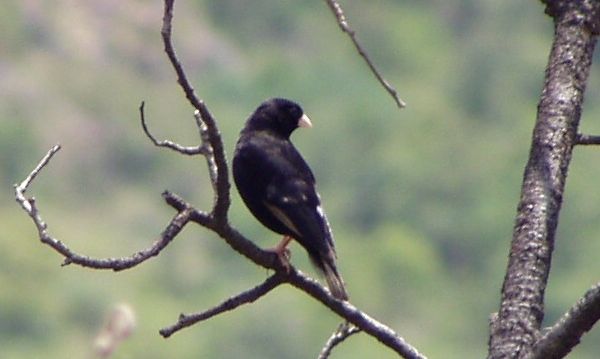 Vidua purpurascens