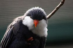 Vini peruviana