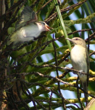 Vireo altiloquus