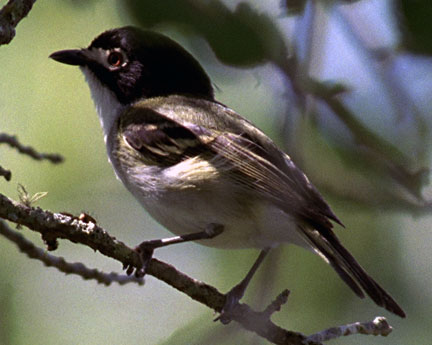 Vireo atricapilla