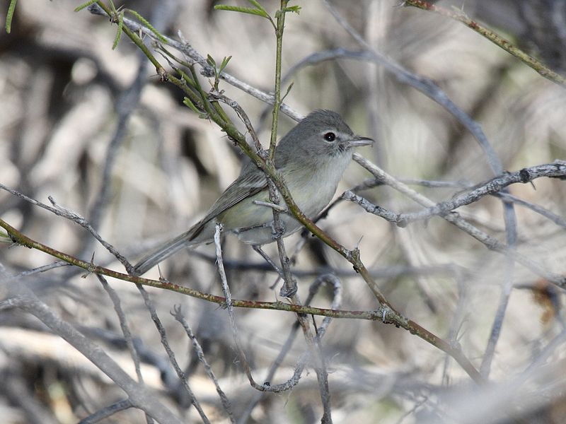 Vireo bellii