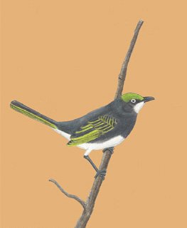 Vireo brevipennis