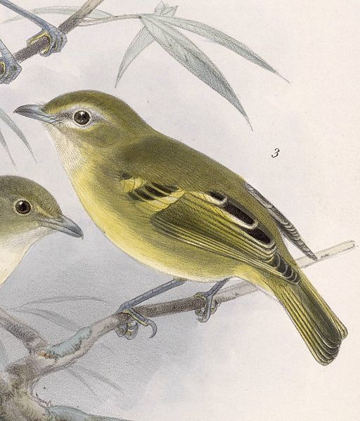 Vireo carmioli