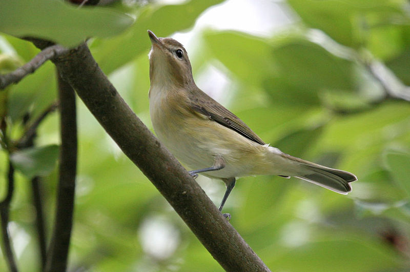 Vireo gilvus