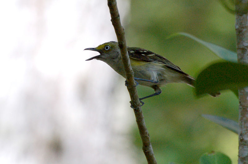 Vireo griseus