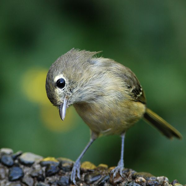 Vireo huttoni