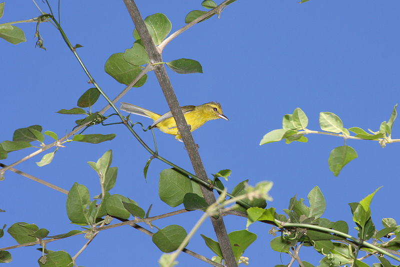 Vireo hypochryseus