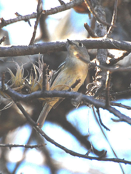 Vireo nelsoni