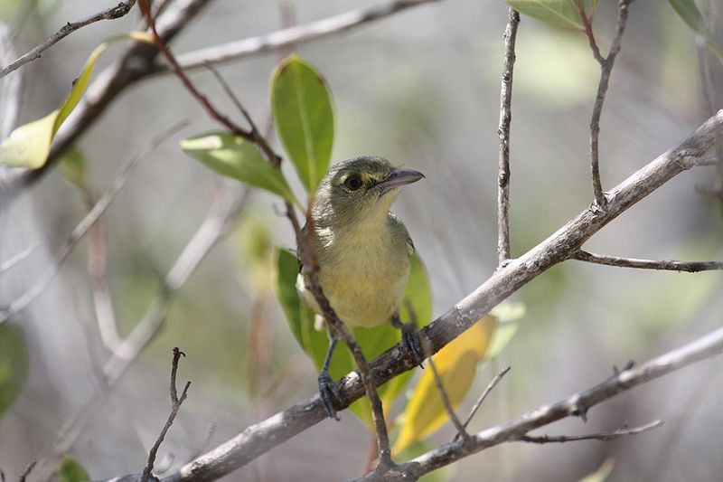 Vireo pallens