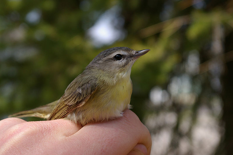 Vireo philadelphicus
