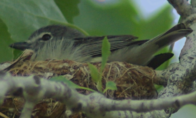 Vireo plumbeus