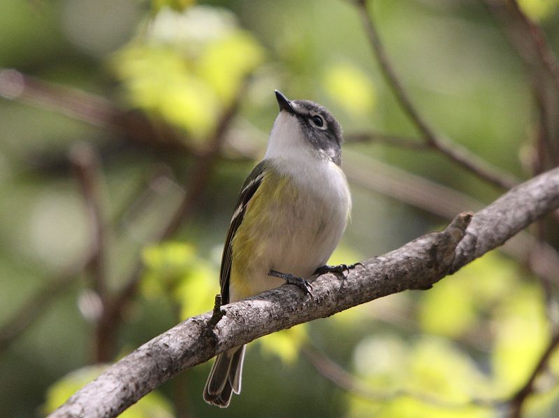 Vireo solitarius