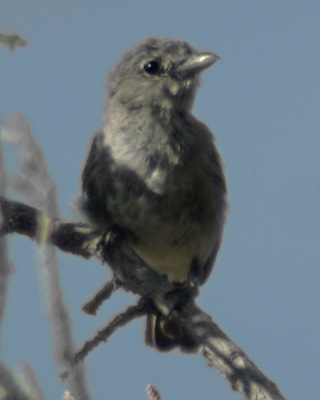 Vireo vicinior