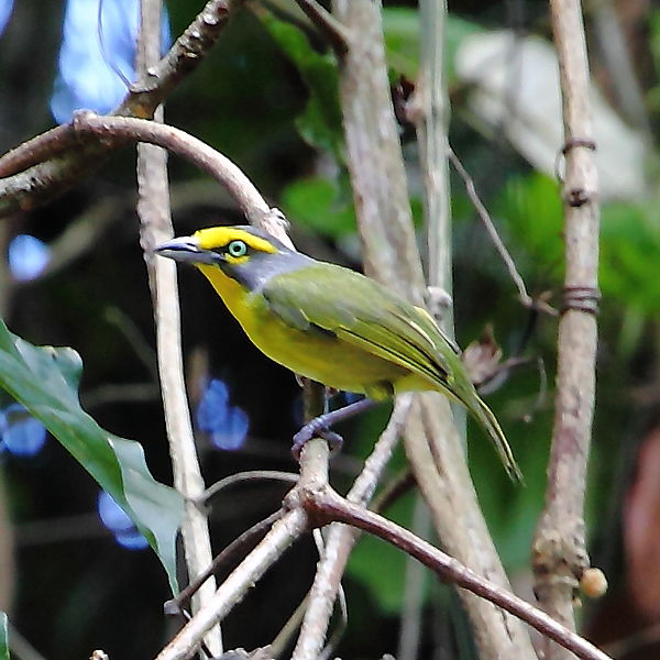 Vireolanius leucotis