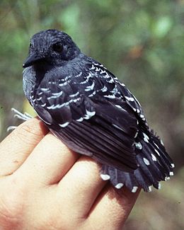 Willisornis poecilinotus