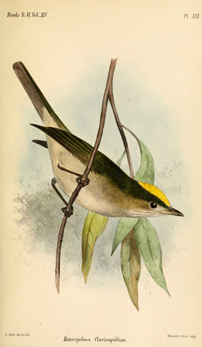 Xenopipo flavicapilla